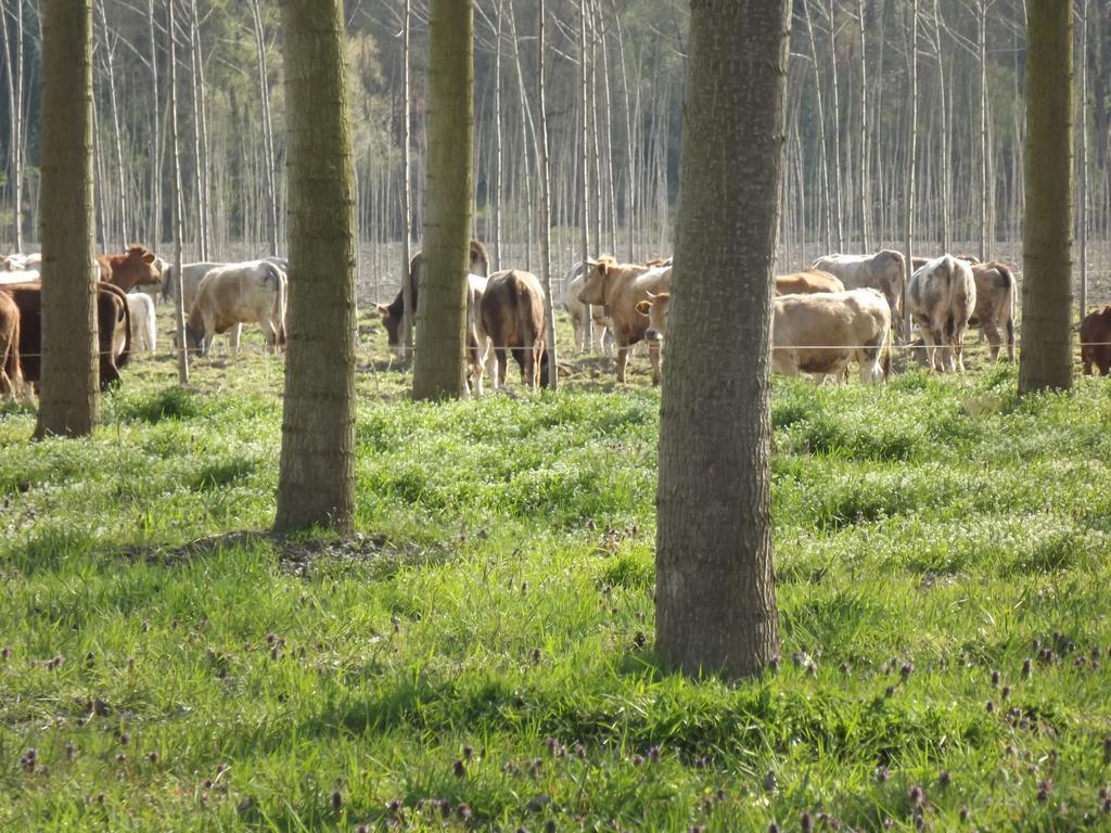 Vila Agriturismo Cascina Nuova Valenza Exteriér fotografie